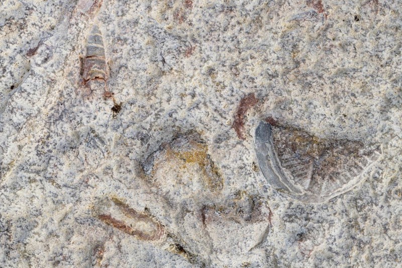Orthoceras