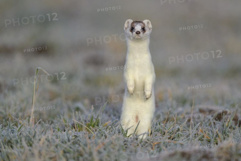 Stoat