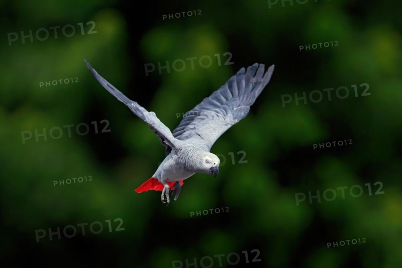 Grey parrot