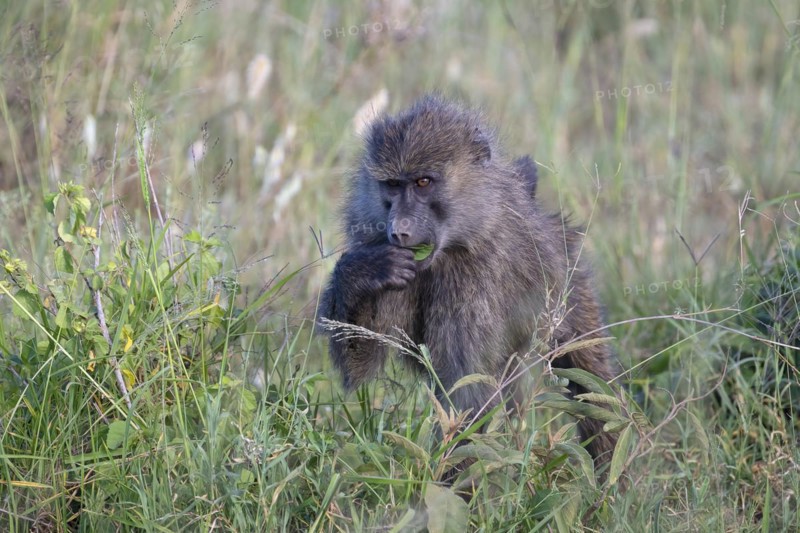 Olive baboon