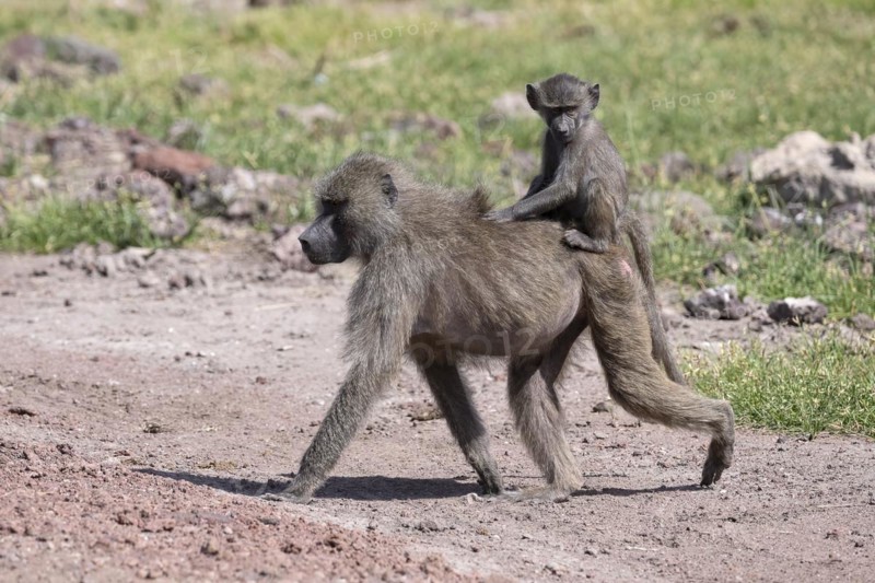 Olive baboon