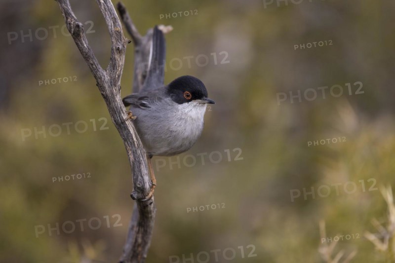 Sardinian warbler