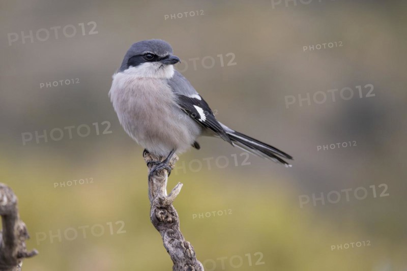 Southern grey shrike