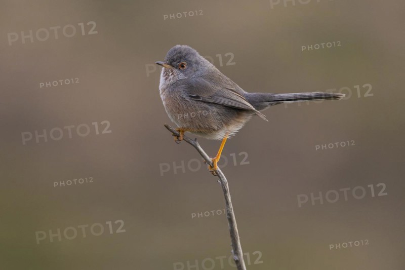 Dartford warbler