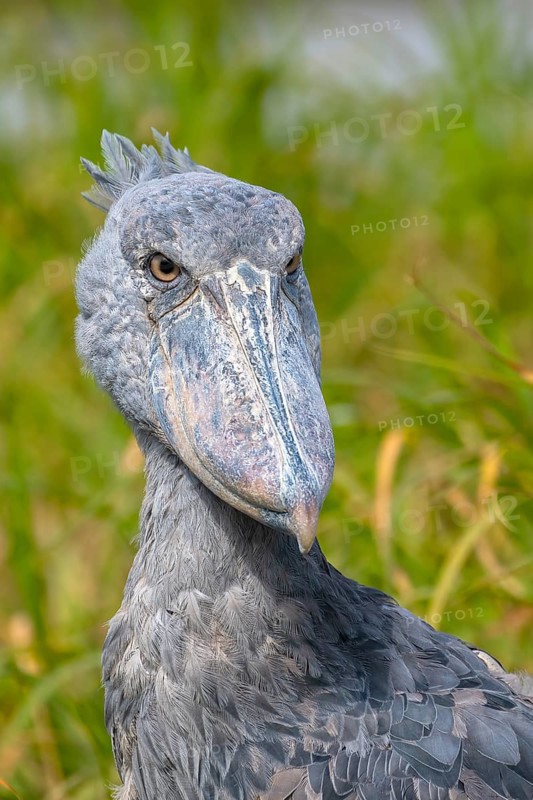 Shoebill
