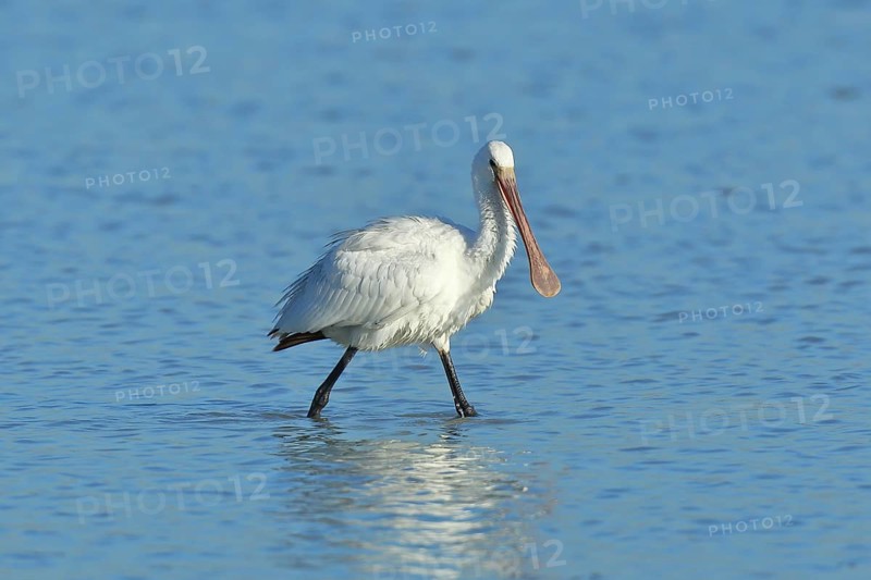 Eurasian spoonbill