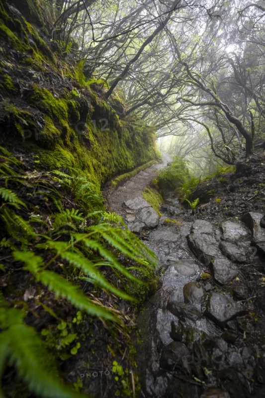 Mystic forest with mist, Vereda Francisco Achadinha hiking trail, Rabacal, Madeira, Portugal, Europe