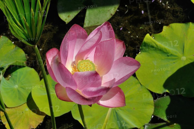 Lotus flowers in a pond