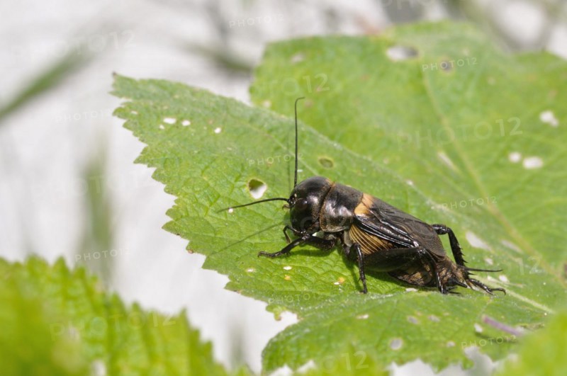 Cricket on leaves