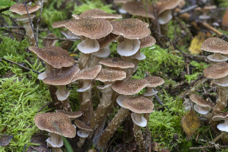 Honey funguses