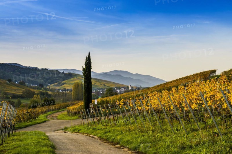 Village and autumn coloured vineyards, sunrise, Pfaffenweiler, near Freiburg im Breisgau, Markgraeflerland, Black Forest, Baden-Wuerttemberg, Germany, Europe