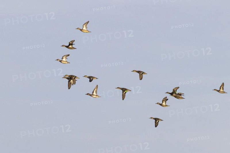 Eurasian teal