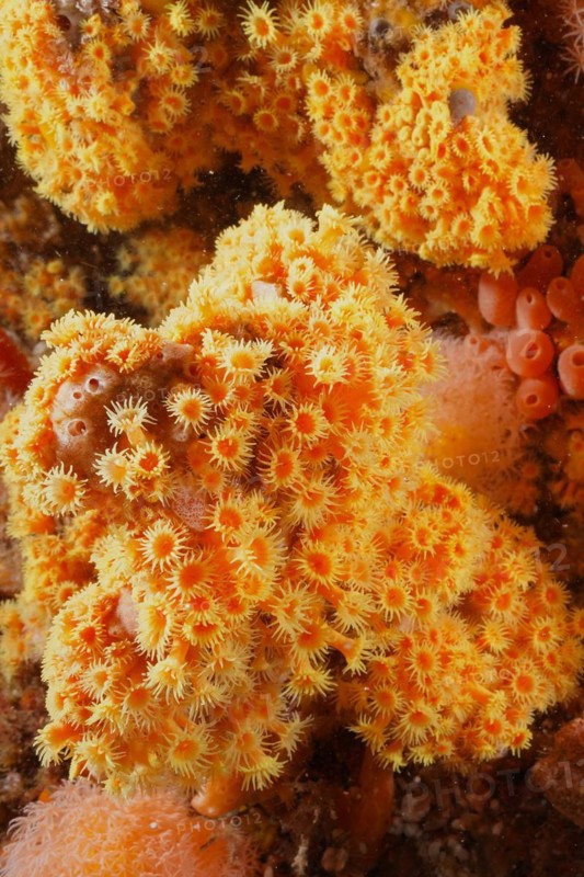 Chalice coral