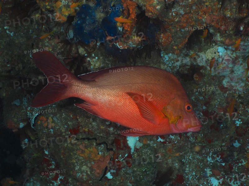 Humpback red snapper