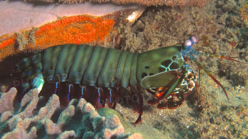 Peacock mantis shrimp