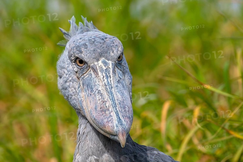 Shoebill