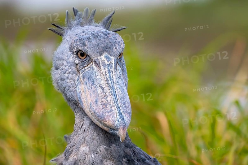 Shoebill
