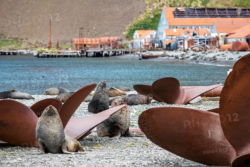 Sea Bears between Propellers Stromness Bay