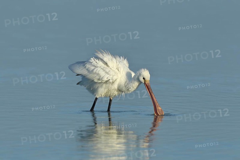 Eurasian spoonbill