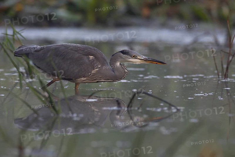 Grey heron