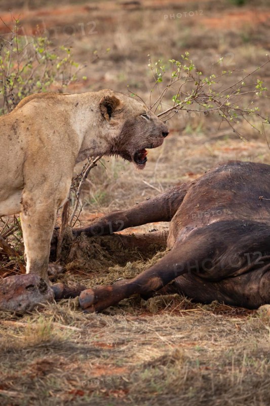 A lion eats a previously hunted water buffalo in the savannah. Beautiful detailed image of a female lion in Tsavo East National Park, Kenya, East Africa, Africa