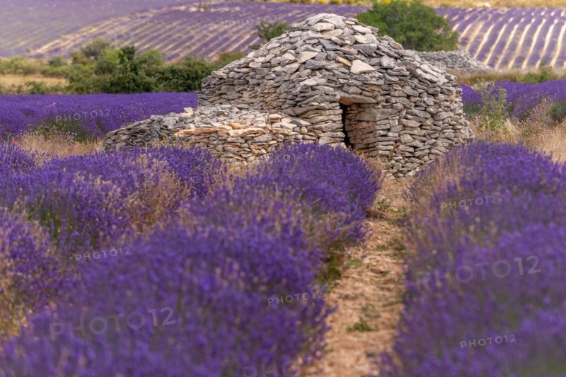 Borie in a lavender field in Provence. Vaucluse, Carpentras, Ventoux South, France, Europe