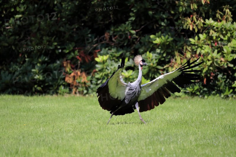Gray crowned-crane