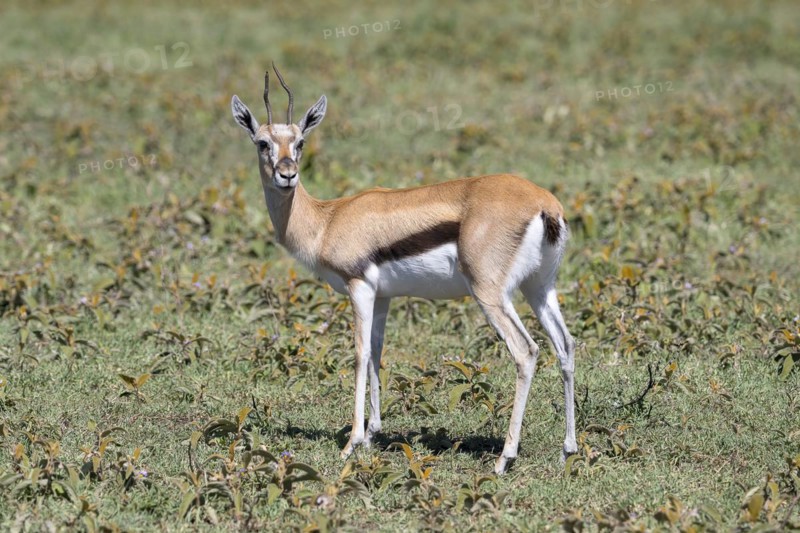 Serengeti thomsons gazelle