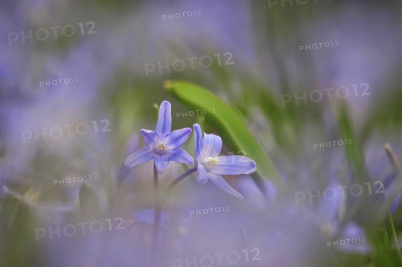 Squill