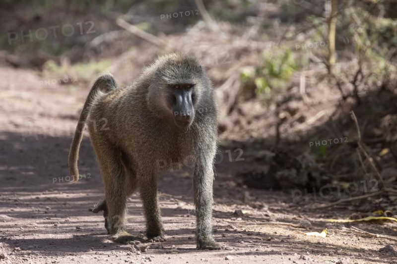 Olive baboon