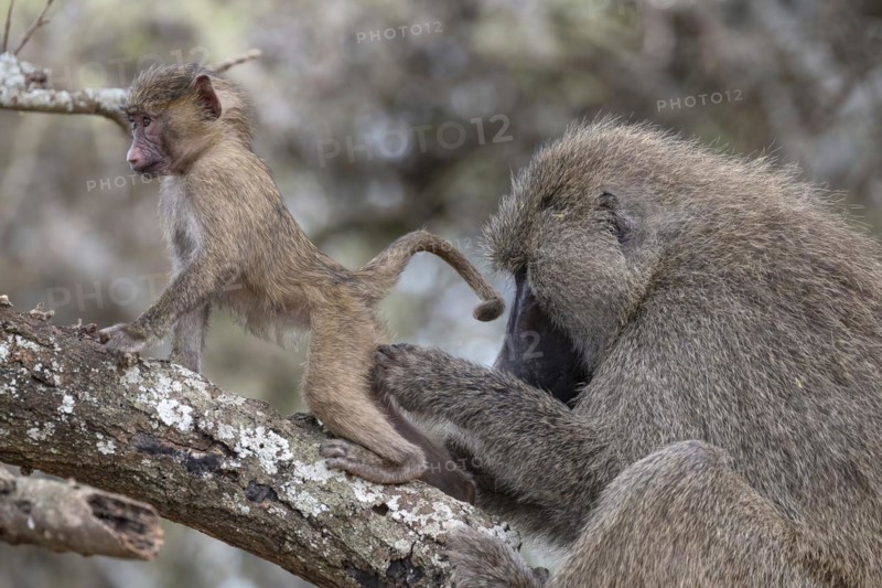 Olive baboon
