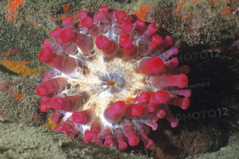 Red club-tipped anemone