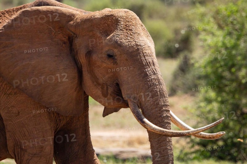 A beautiful large elephant roaming the savannah. Beautifully detailed shot of the elephant in search of food and water. The famous red elephants in the gene of Tsavo West National Park, Kenya, Africa