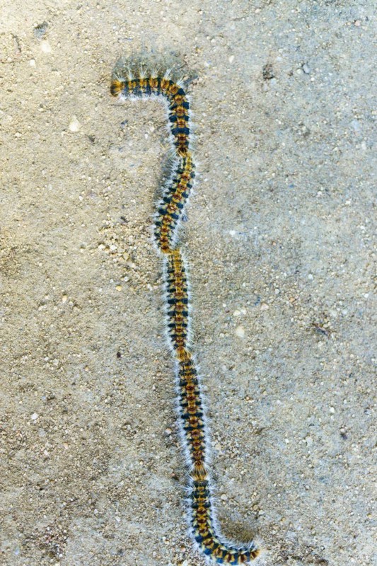 Group of processionary caterpillars in a row dangerous pest for animals and plants
