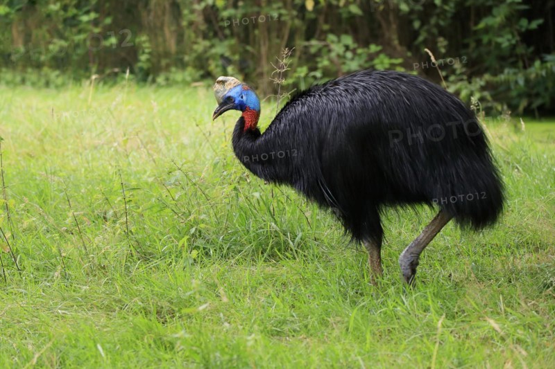 Northern cassowary