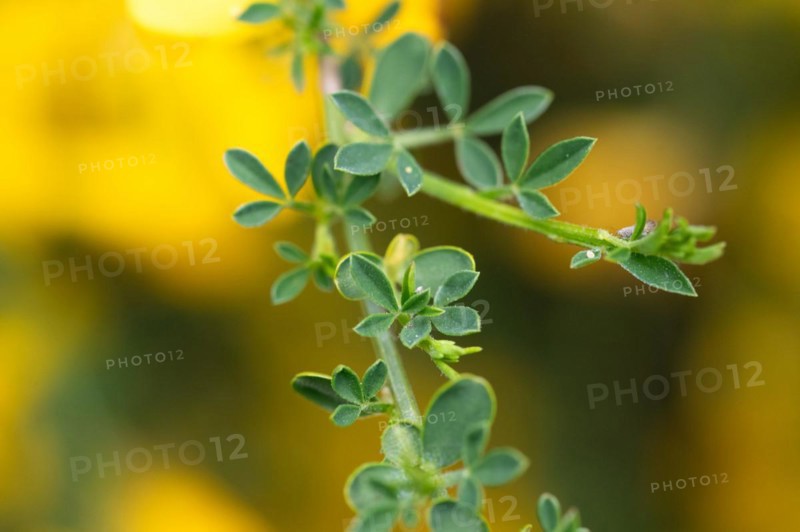 Common broom