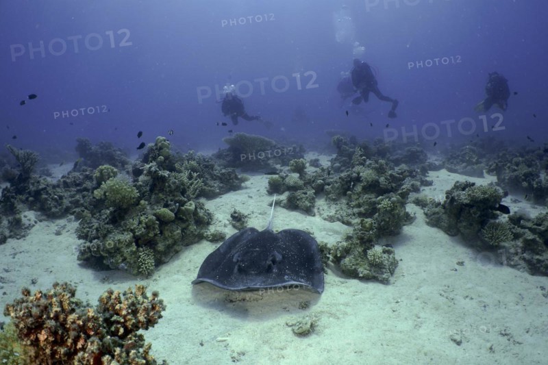 Blackspotted stingray