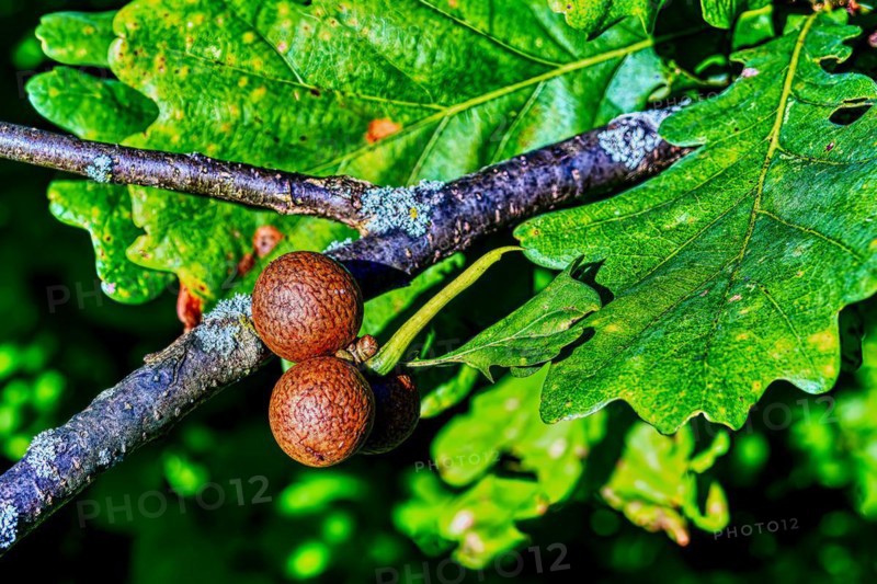 Gall gall, also oak gall or leaf gall, of the common oak gall wasp