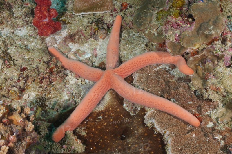Blue linckia