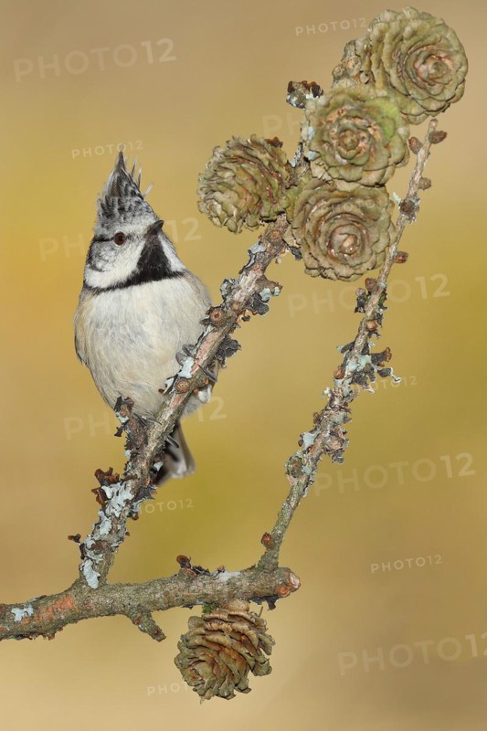 Crested Tit