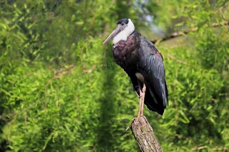 Asian Woolly-necked Stork