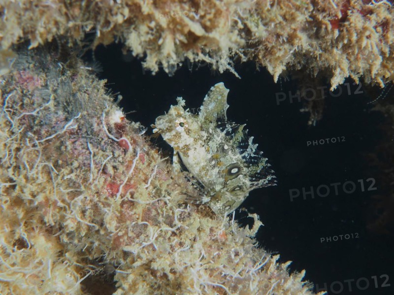 Well camouflaged sabre-tooth blenny