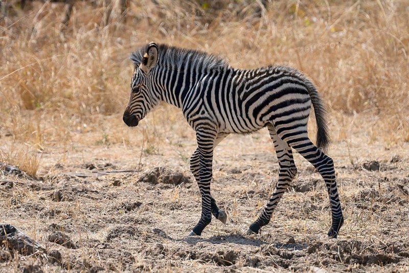 Plains Zebra of the subspecies crawshay's zebra