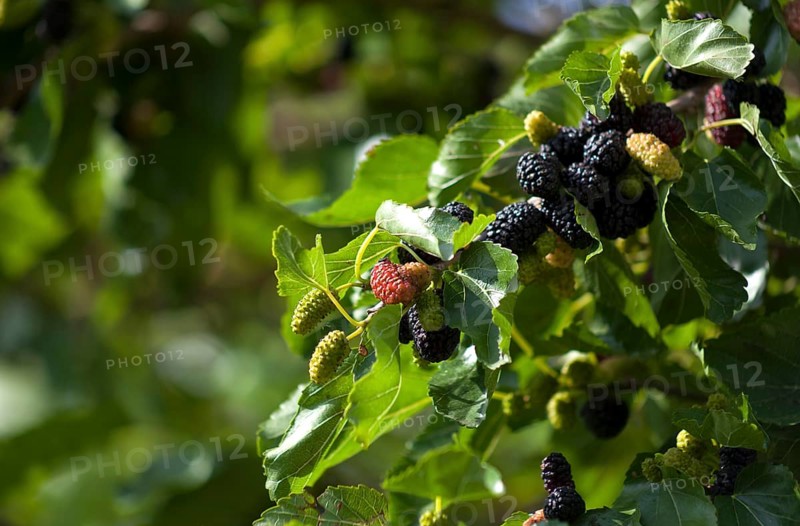 Black mulberry