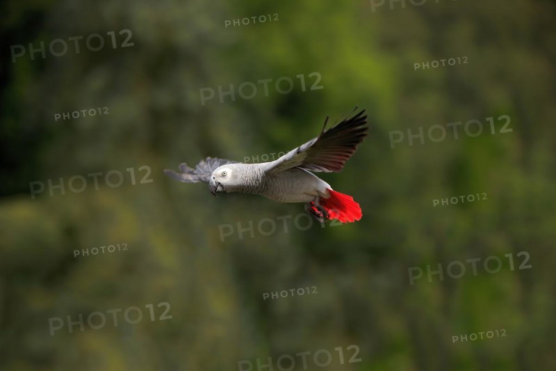 Grey parrot