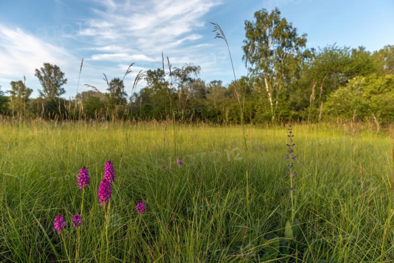 Pyramidal orchid in a meadow in spring. Alsace, France, Europe