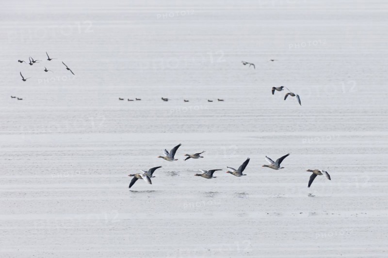Greylag Goose