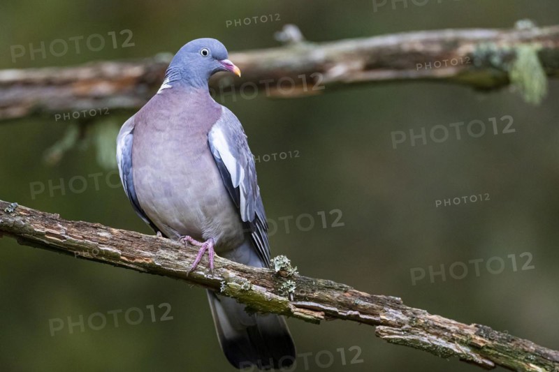 Common wood pigeon