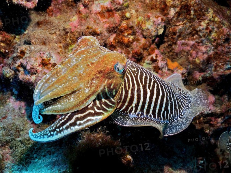 Common cuttlefish