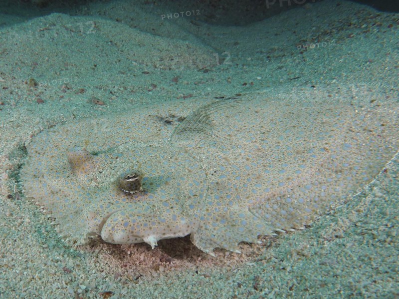 Portrait of peacock flounder
